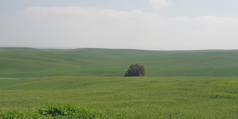 שמורת הטבע בתרונות רוחמה – העץ הבודד, הכלניות ומגדל התצפית