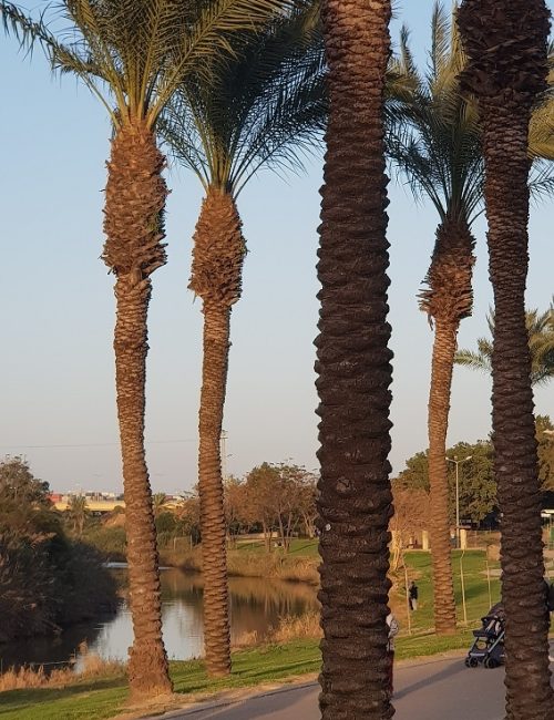 פארק נחל לכיש באשדוד – טבע, חיות ושעשועים והכל בחינם