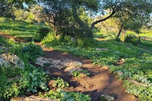 שמורת הטבע אלוני אבא – שביל אלוני אבא