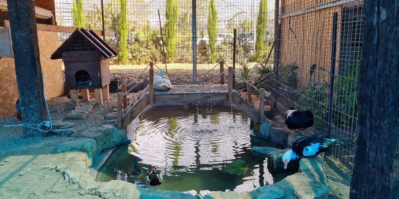 כפר הארנבונים חוות נגר – בית לחם הגלילית