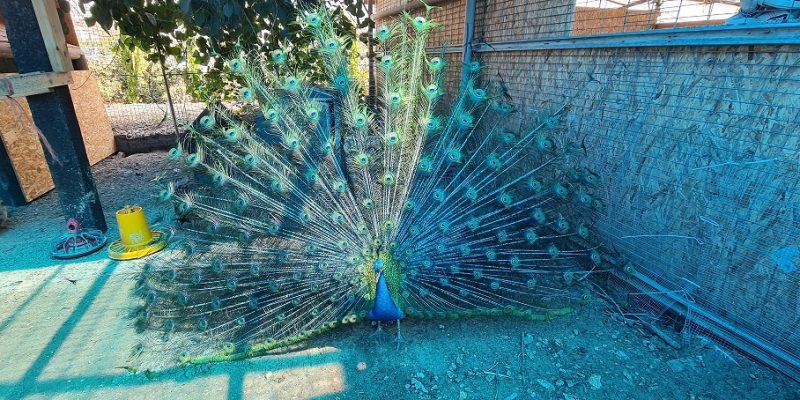 כפר הארנבונים חוות נגר – בית לחם הגלילית