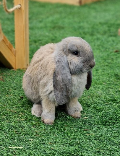 כפר הארנבונים חוות נגר – בית לחם הגלילית