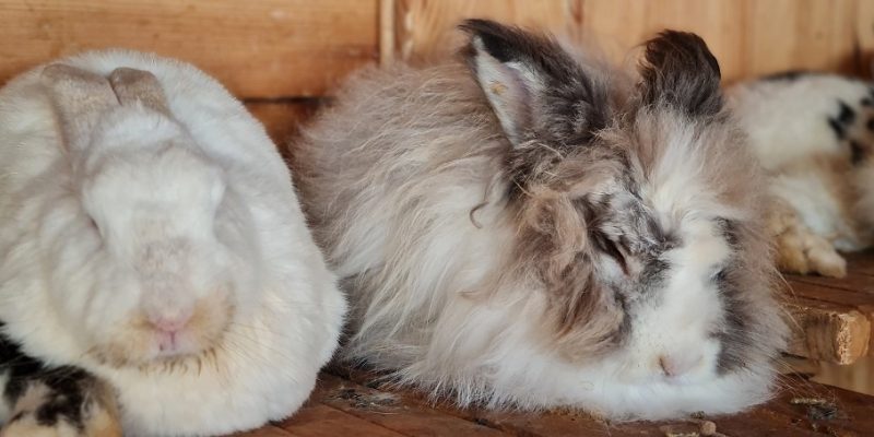 כפר הארנבונים חוות נגר – בית לחם הגלילית