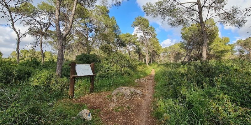 שביל הבריחה ביער עופר יער חוף הכרמל