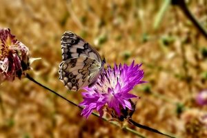 שמורת הטבע גן לאומי ארבל