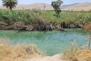 עין מגדל - נחל הקיבוצים המסלול הרטוב