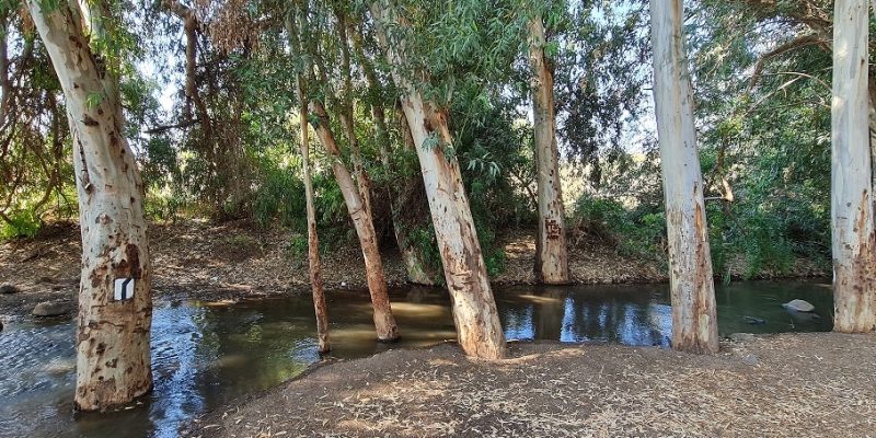 שמורת טבע נחל יבניאל - חורשת אקליפטוסים לצד נחל זורם