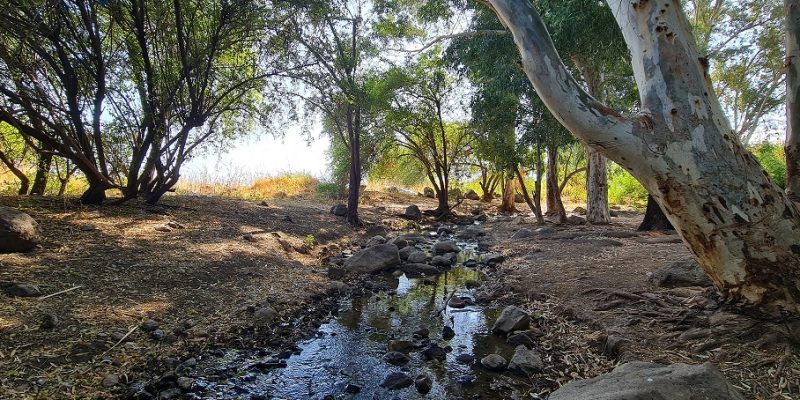 שמורת טבע נחל יבניאל - חורשת אקליפטוסים לצד נחל זורם