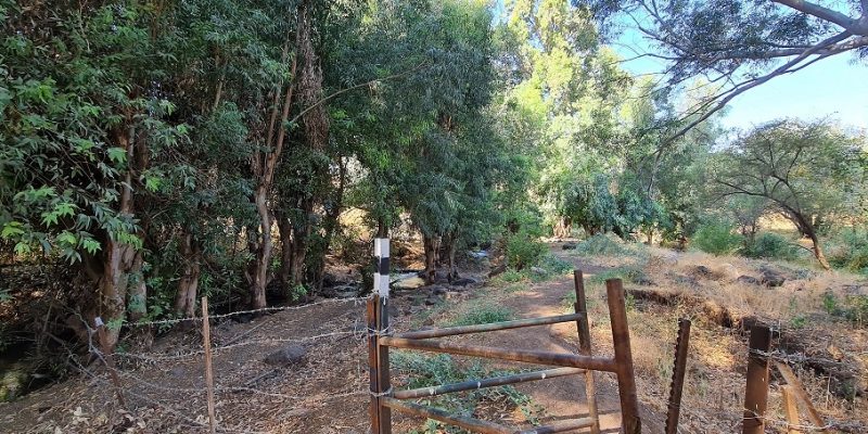 שמורת טבע נחל יבניאל - חורשת אקליפטוסים לצד נחל זורם