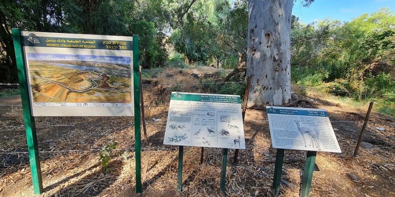 שמורת טבע נחל יבניאל - חורשת אקליפטוסים לצד נחל זורם