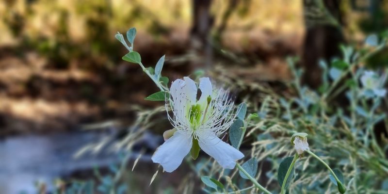 שמורת טבע נחל יבניאל - חורשת אקליפטוסים לצד נחל זורם