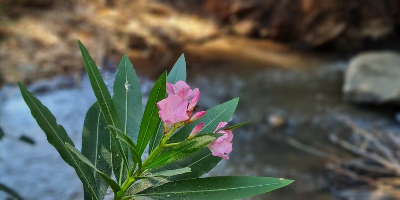 שמורת טבע נחל יבניאל - חורשת אקליפטוסים לצד נחל זורם