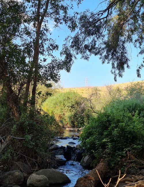 שמורת טבע נחל יבניאל - חורשת אקליפטוסים לצד נחל זורם