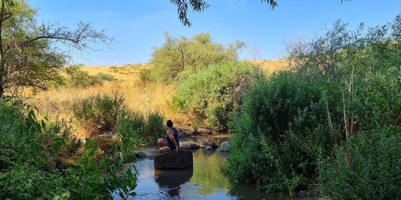 שמורת טבע נחל יבניאל - חורשת אקליפטוסים לצד נחל זורם