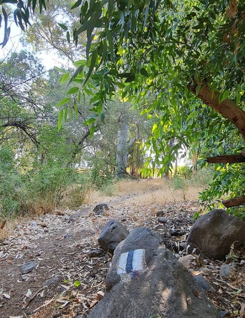 שמורת טבע נחל יבניאל - חורשת אקליפטוסים לצד נחל זורם