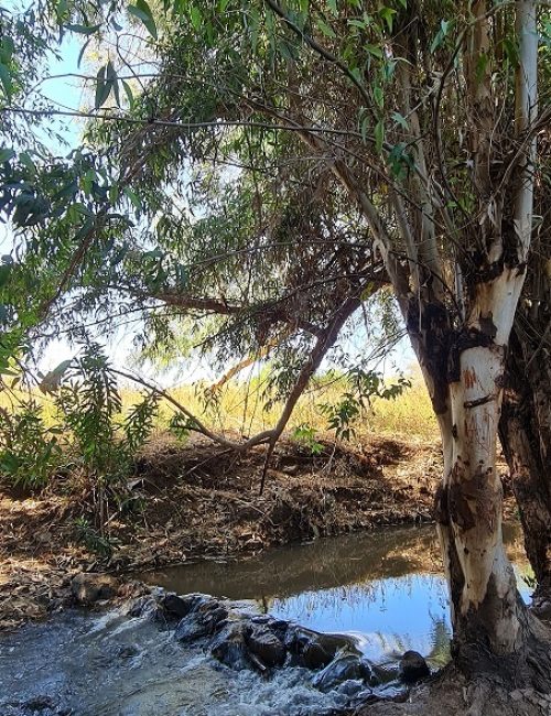 שמורת טבע נחל יבניאל - חורשת אקליפטוסים לצד נחל זורם