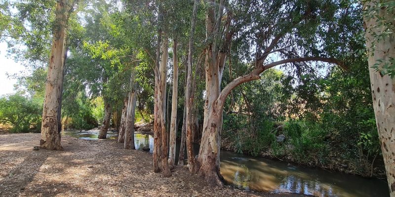 שמורת טבע נחל יבניאל - חורשת אקליפטוסים לצד נחל זורם