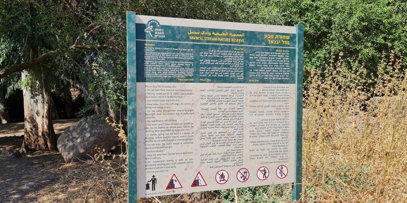 שמורת טבע נחל יבניאל - חורשת אקליפטוסים לצד נחל זורם