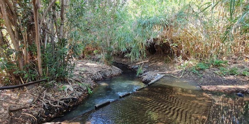 שמורת הטבע מג'רסה