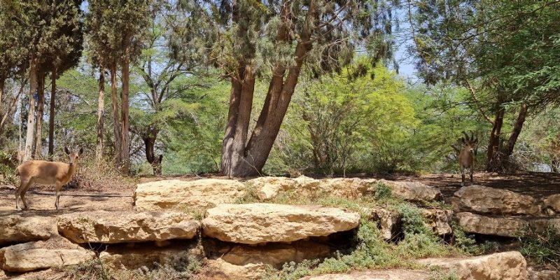גן לאומי קבר בן גוריון