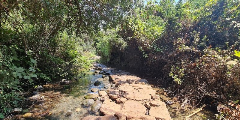 שמורת הטבע תל דן