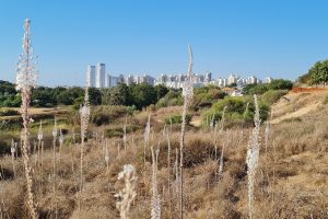 שמורת הטבע אודים: פריחה עונתית מרשימה של חצבים ונרקיסים