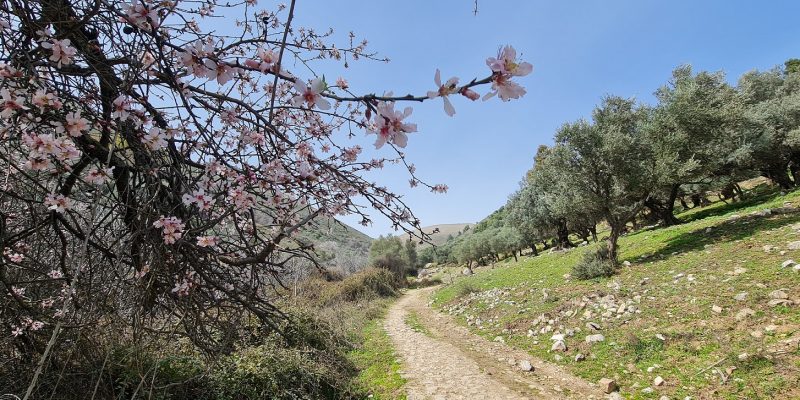 פריחת השקדיות בנחל ראש פינה