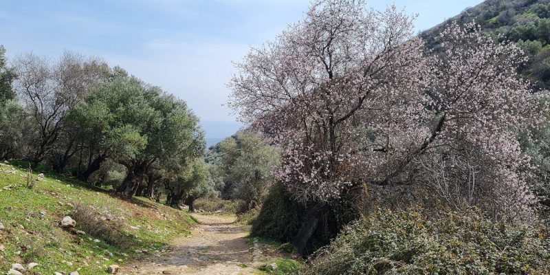 פריחת השקדיות בנחל ראש פינה
