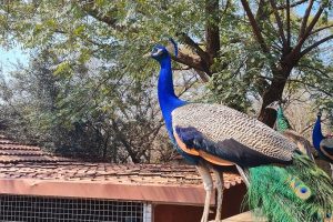 משק חי בית השיטה