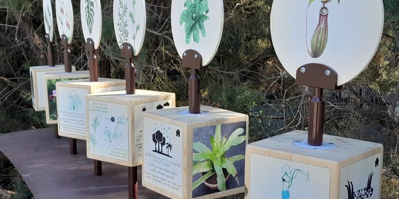 באדיבות הגן הבוטני של אוניברסיטת תל אביב: גן יהודה נפתלי