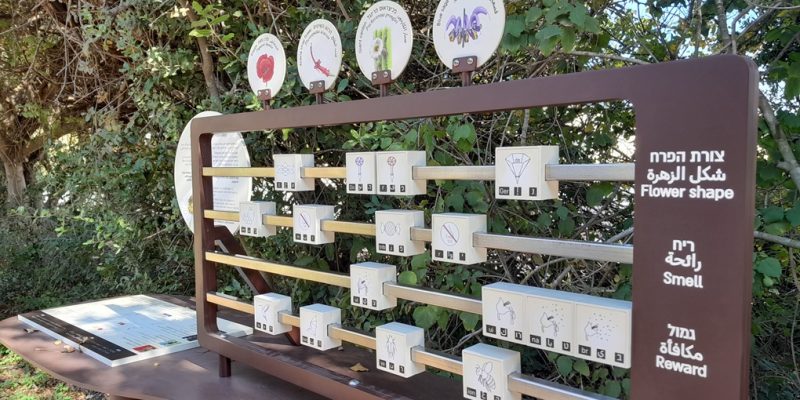 באדיבות הגן הבוטני של אוניברסיטת תל אביב: גן יהודה נפתלי