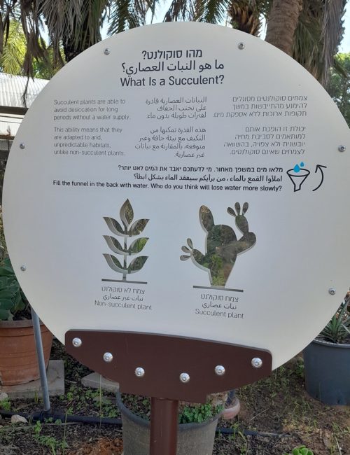 באדיבות הגן הבוטני של אוניברסיטת תל אביב: גן יהודה נפתלי
