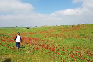 שמורת הטבע בתרונות רוחמה – העץ הבודד ומגדל התצפית