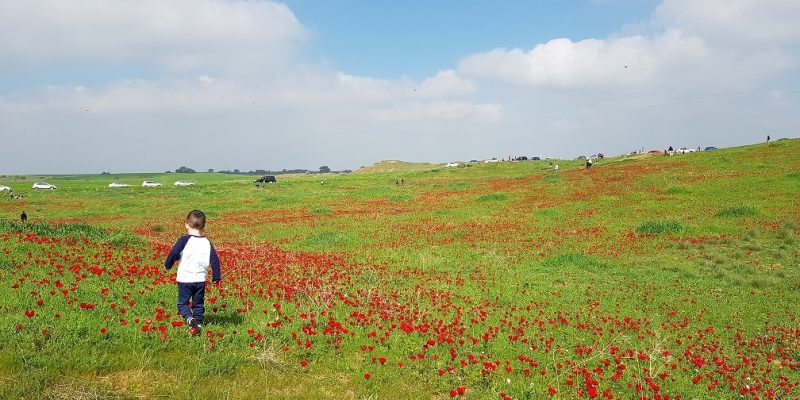 שמורת הטבע בתרונות רוחמה – העץ הבודד ומגדל התצפית