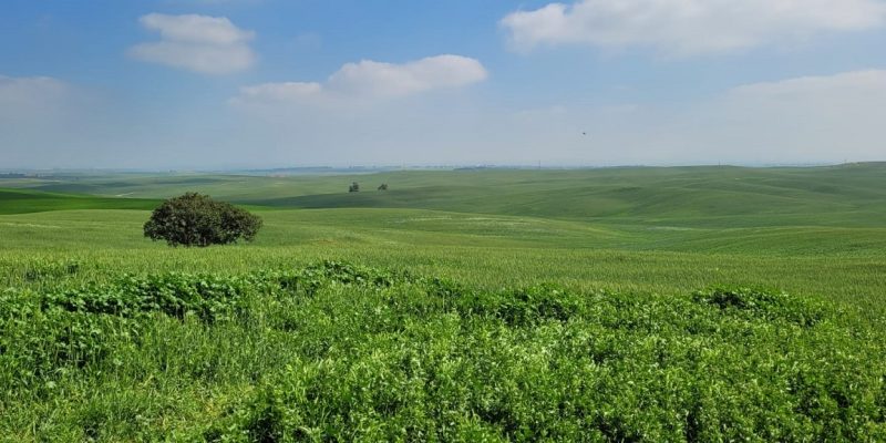 שמורת הטבע בתרונות רוחמה – העץ הבודד, הכלניות ומגדל התצפית