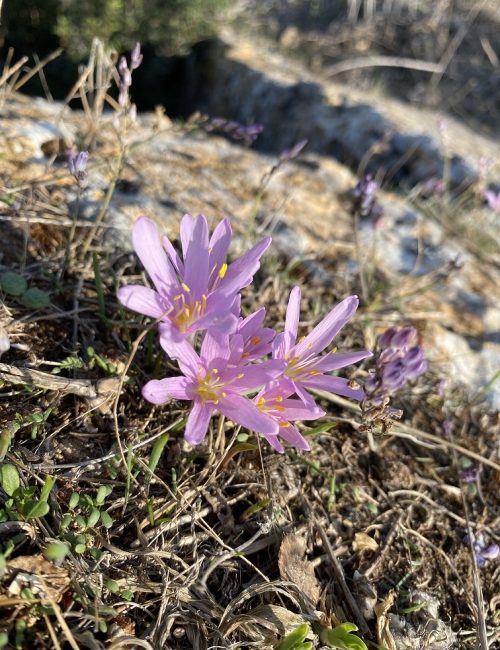 חורבת מלח – אתר עתיקות ופריחה בסתיו ובחורף