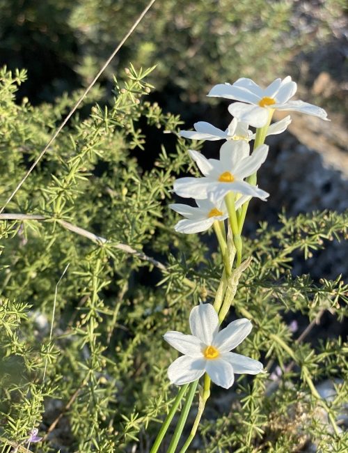 חורבת מלח – אתר עתיקות ופריחה בסתיו ובחורף