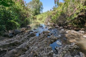 הזאכי: פנינת טבע קסומה במפגש הנחלים יהודיה ומשושים