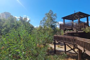 חורשת הסרג'נטים – יער נתניה