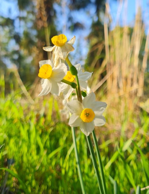יער הרקפות ומצפה האחים – חורבת נשה בכוכב יאיר