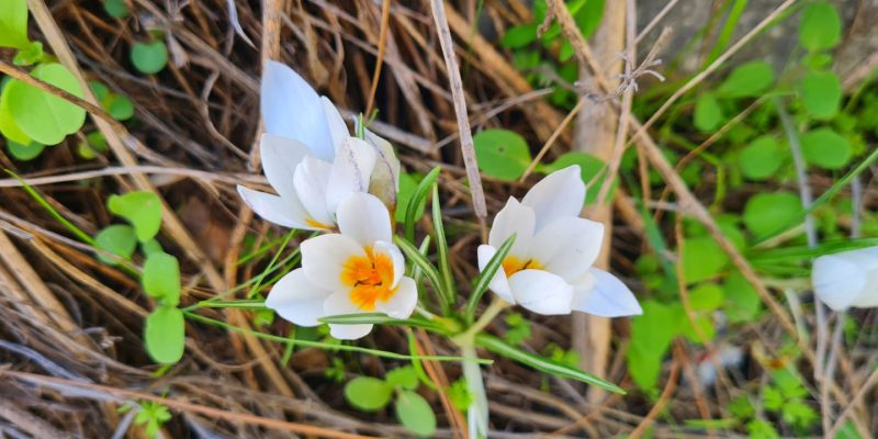 יער הרקפות ומצפה האחים – חורבת נשה בכוכב יאיר