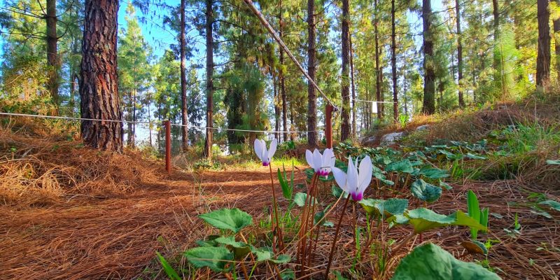 יער הרקפות ומצפה האחים – חורבת נשה בכוכב יאיר