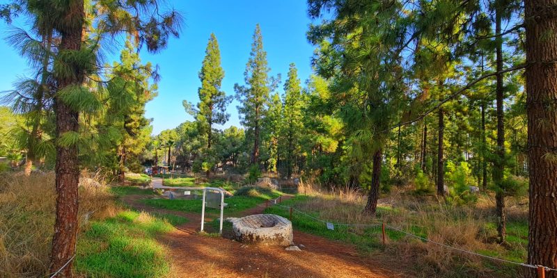 יער הרקפות ומצפה האחים – חורבת נשה בכוכב יאיר