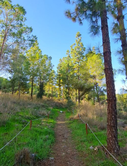 יער הרקפות ומצפה האחים – חורבת נשה בכוכב יאיר