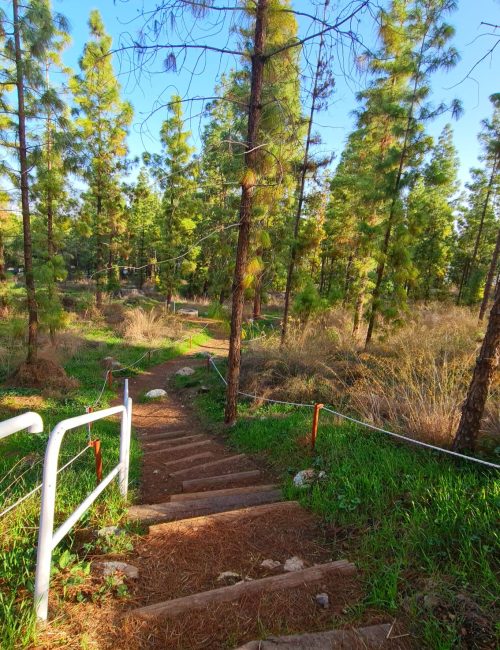 יער הרקפות ומצפה האחים – חורבת נשה בכוכב יאיר