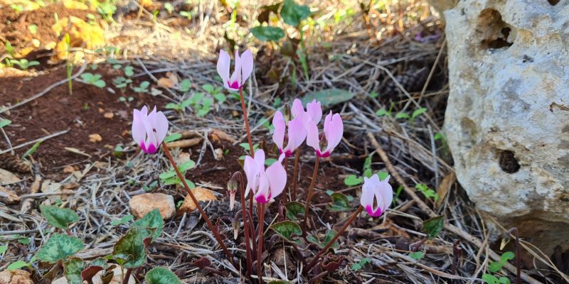 שביל האורנים ושביל אלוני התבור – כוכב יאיר