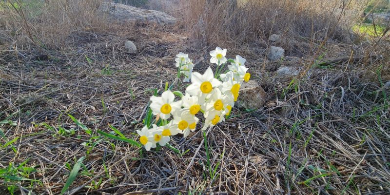 שביל האורנים ושביל אלוני התבור – כוכב יאיר