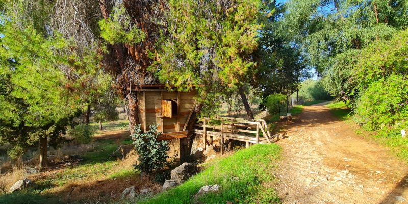 שביל האורנים ושביל אלוני התבור – כוכב יאיר