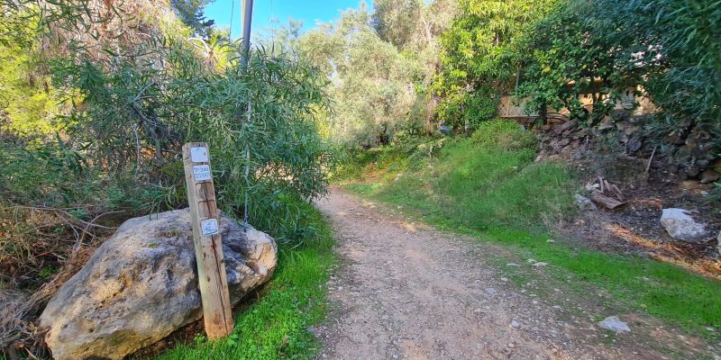 שביל האורנים ושביל אלוני התבור – כוכב יאיר