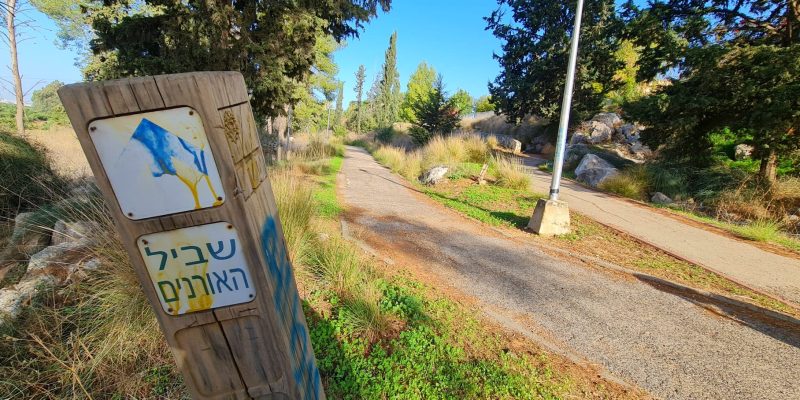 שביל האורנים ושביל אלוני התבור – כוכב יאיר